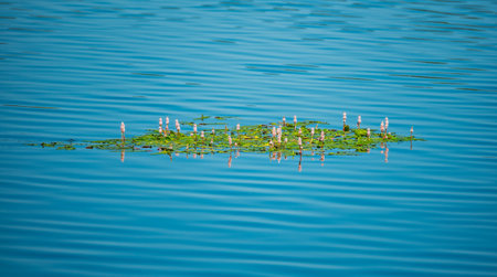 Persicaria amphibia or longroot smartweed floating on the pond surface. Several species of the plant with pink flowers and green leaves bunched in the patch. Common water plants, aquatic wild forms.の写真素材