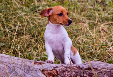 Cute puppy Jack Russell terrier posing standing his feet on an old wooden log. Selective focus on...