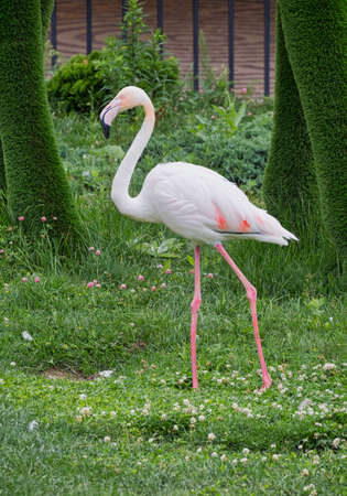 A close-up scene of pink walking flamingo against blurred green of lush grass and bushes. Selective focus. Ornithology, parks, beauty in nature, wildlife, vacation, travel.の写真素材