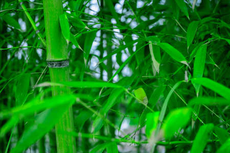 Lush green bamboo thickets with trunks and tangled branches and leaves. Summertime close-up photography of exotic growth. Generic tropical vegetation, Asian plants, travel.の写真素材