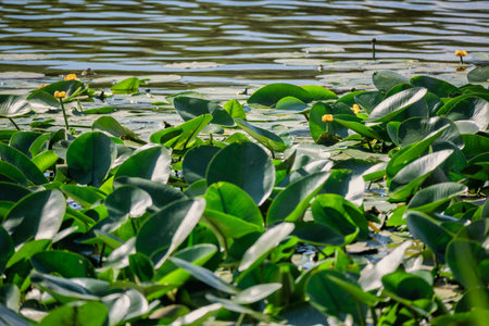 Green water lily or spatterdock, Nuphar Advena, thickets with yellow flowers on a river. Selective focus with a shallow focus on the plant buds. Regular aquatic plants, travel, destination scenes.の写真素材