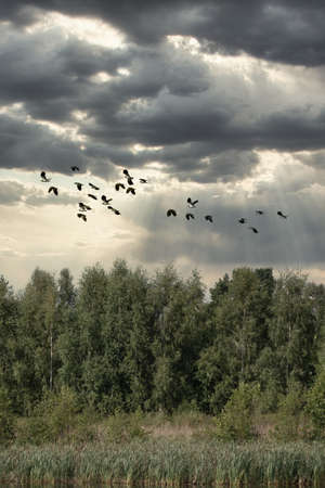 A flock of flying peewits, or northern lapwings, above treetops. Form a curved line against the rainy dramatic sky with clouds. Wildlife, birds in nature, outdoors, travel, migratory birds, travel.の写真素材