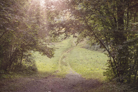 A pathway through the arched opening, formed by the lush foliage of trees and sunbeams. Selective shallow focus, summer landscape.の写真素材