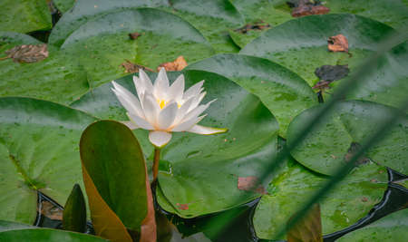 A white water lily among round green leaves in a pond with reflections. Autumn scenery of aquatic plants.の写真素材