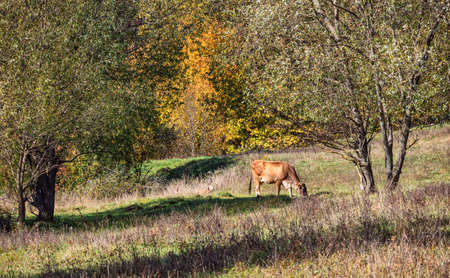 A lonely brown cow grazes on the grass field in the countryside in autumn. Trees with colorful leaves surround the pasture. Daylight.の写真素材