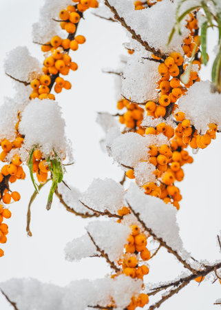 Bunches of orange sea buckthorn berries covered with snow and ice.