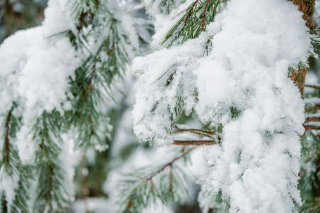 A branch of evergreen pine tree covered with snowflakes and ice.の写真素材