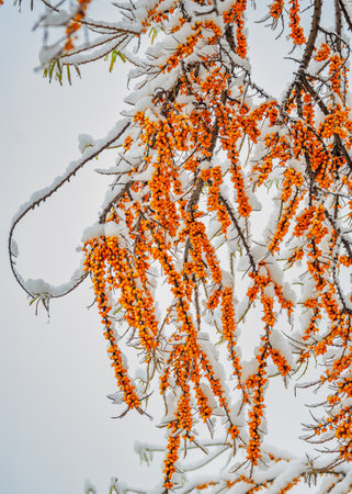 Bunches of orange sea buckthorn berries covered with snow and ice.の写真素材