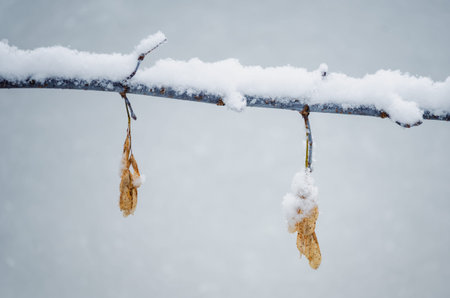 A couple of dried winged maple seeds on a branch in winter against the blurred background.の写真素材