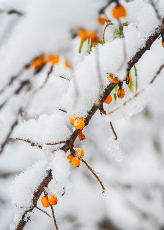 Ripe orange sea buckthorn berries covered with snow and ice against the blurred background of twigs...