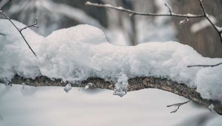 Fluffy white snow bumps and ice on a tree branch in the forest.の写真素材
