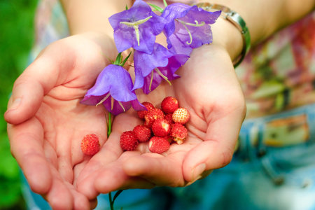 handful of wild strawberriesの写真素材