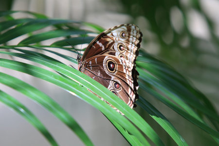 tropical butterfly on a flower