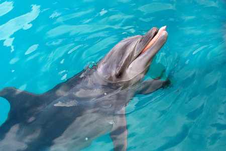 dolphin at the attraction park
