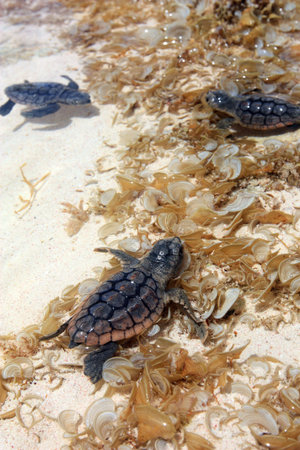 baby sea turtles