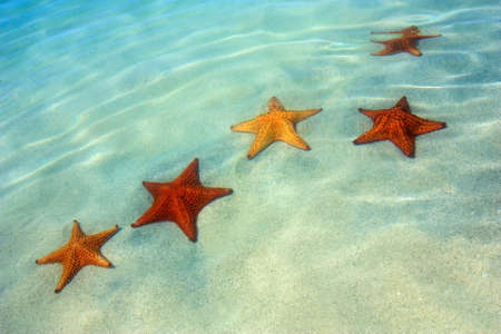 starfish on the beachの写真素材
