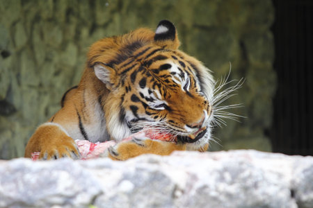 tiger eating a meat bone at the zoo