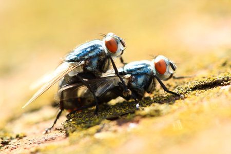 two flies matingの写真素材