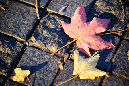 maple leaves on cobble stone streetの写真素材