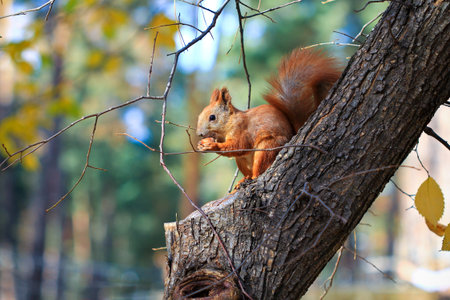 squirrel with a nut in autumn