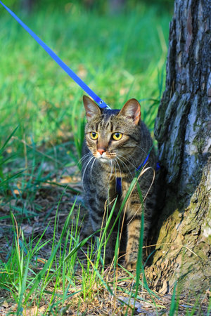 tabby cat outside in the park on a leashの写真素材