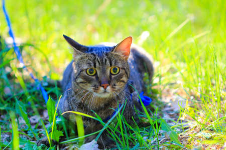 tabby cat outside in the park on a leashの写真素材