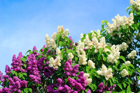 blooming lilacsの写真素材