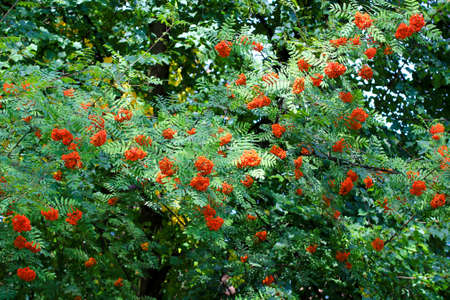 rowan tree branches or mountain ashesの写真素材