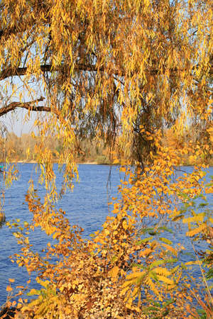 autumn leaves backgroundの写真素材