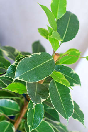 ficus tree leavesの写真素材
