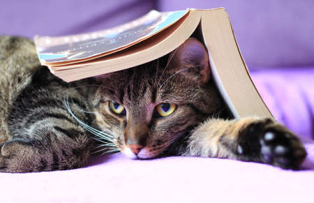 tabby cat reading a bookの写真素材