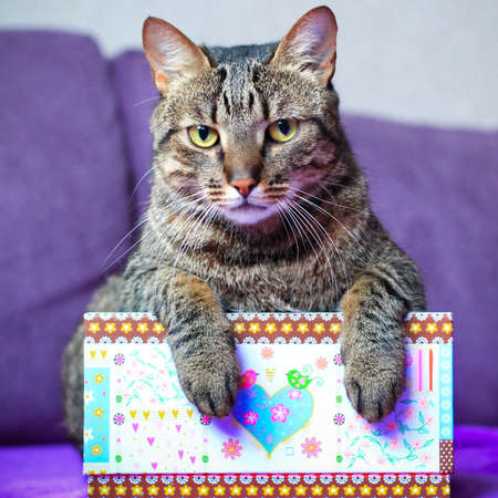 tabby cat with a presentの写真素材