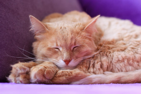 pink house cat asleepの写真素材