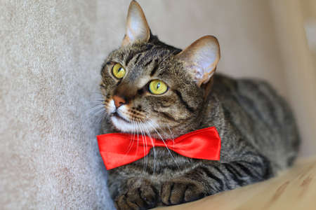 tabby cat wearing red bow tieの写真素材