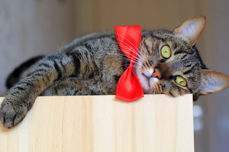 tabby cat wearing red bow tieの写真素材