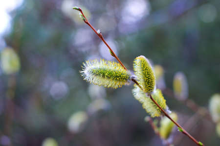 pussy willow blossomsの写真素材