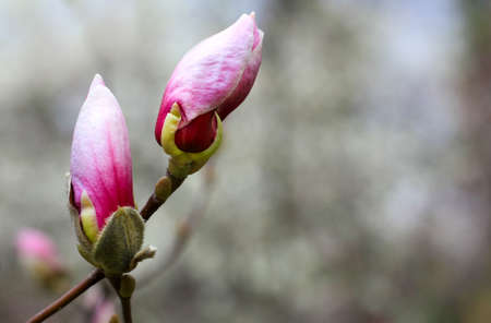 pink magnolias blossomの写真素材