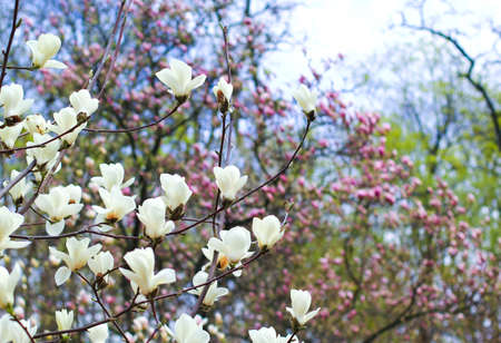 white magnolia blossomの写真素材