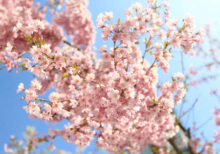 blooming sakuraの写真素材