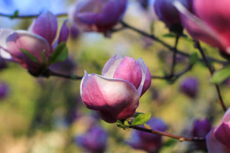pink magnolias blossomの写真素材