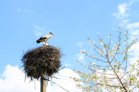 Storks in nest in springの写真素材
