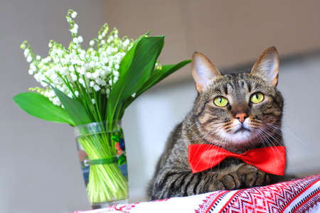 cat wearing bow tie next to lily of the valley bouquetの写真素材