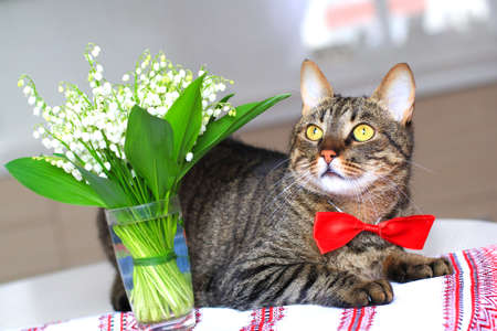 cat wearing bow tie next to lily of the valley bouquetの写真素材