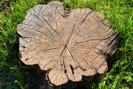 tree stump for backgroundの写真素材