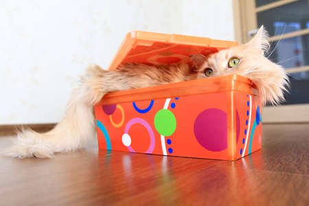 fluffy cat inside a boxの写真素材