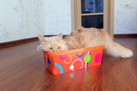 fluffy cat inside a boxの写真素材