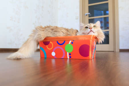 fluffy cat inside a boxの写真素材