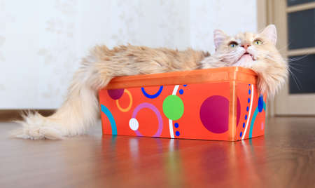 fluffy cat inside a boxの写真素材