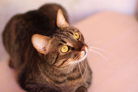 tabby cat with bright yellow eyesの写真素材