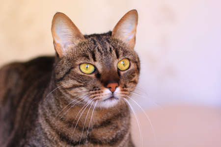 cute tabby cat with bright yellow eyesの写真素材